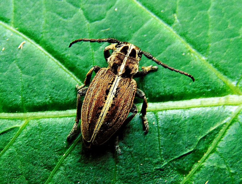 Cerambycidae: Dorcadion etruscum, femmina