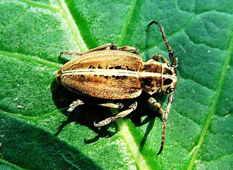 Cerambycidae: Dorcadion etruscum, femmina