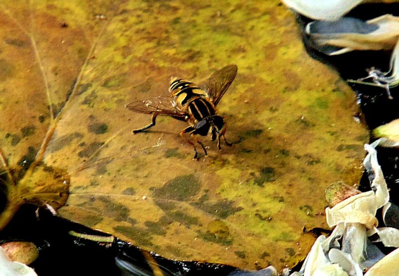 Helophilus pendulus, maschio (Syrphidae)