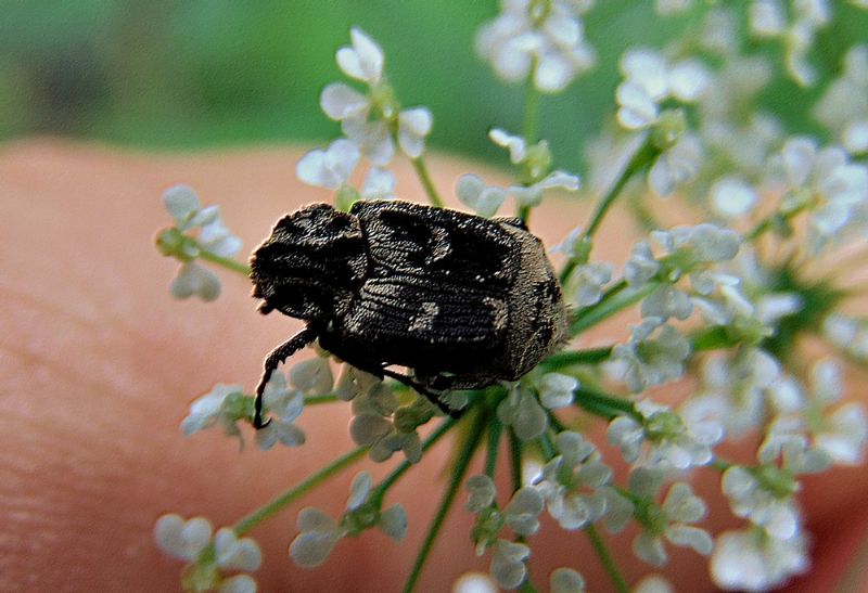 Valgus hemipterus, Cetoniidae