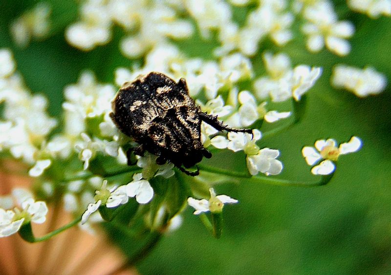 Valgus hemipterus, Cetoniidae