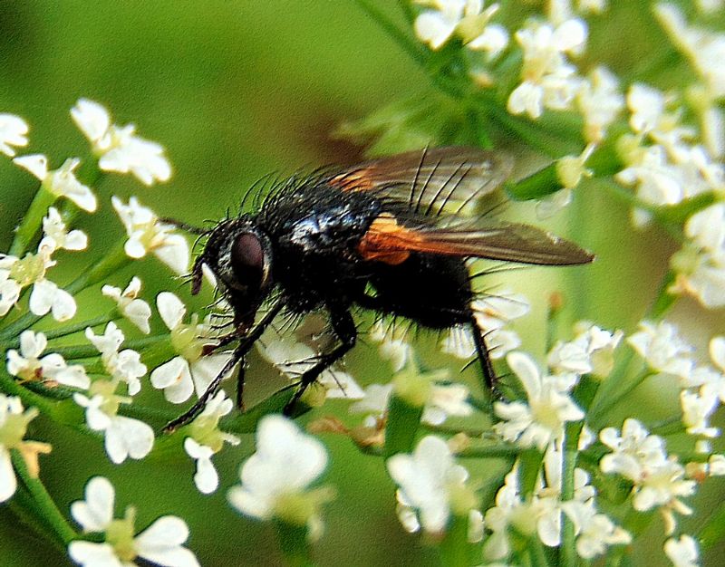 Tachinidae: cfr. Zophomyia temula, femmina