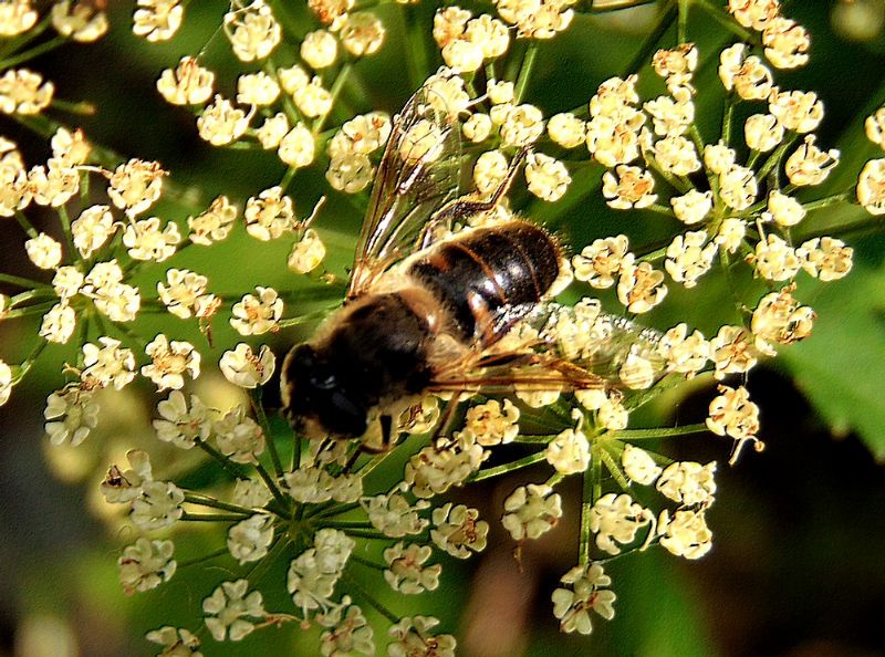 Syrphidae: Eristalis tenax, femmina