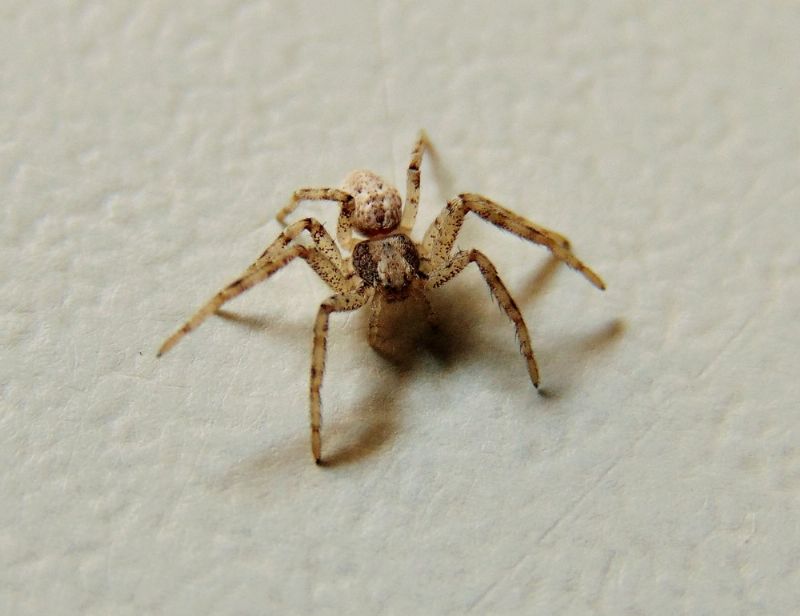 Philodromus sp. . Campomorone (GE)