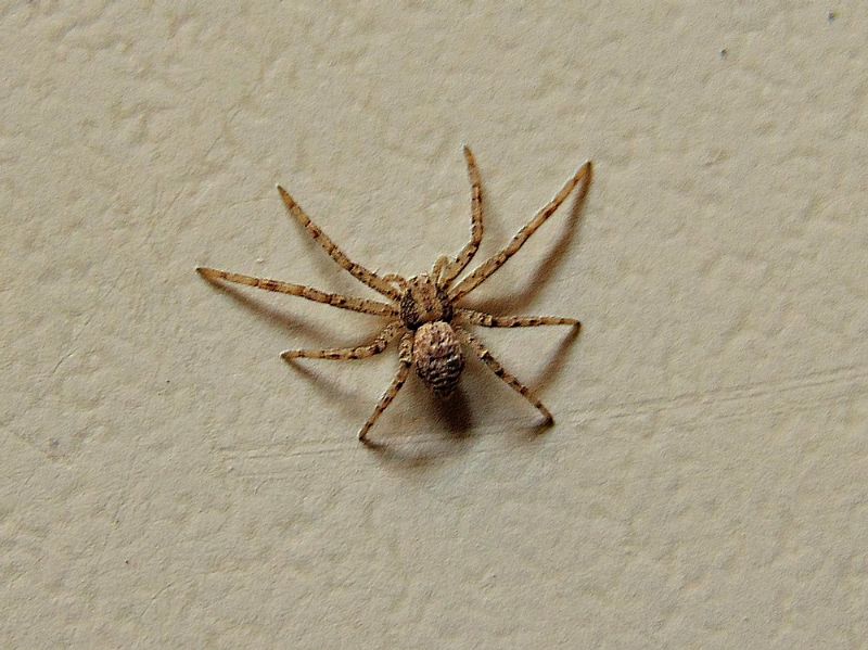 Philodromus sp. . Campomorone (GE)