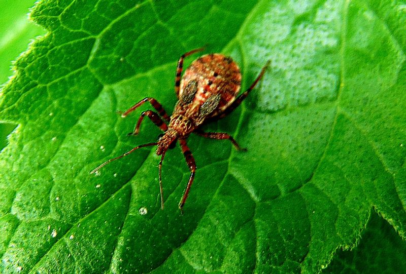 insetto da identificare - Reduviidae: Sphedanolestes cingulatus