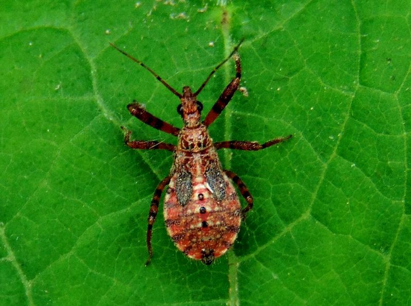 insetto da identificare - Reduviidae: Sphedanolestes cingulatus