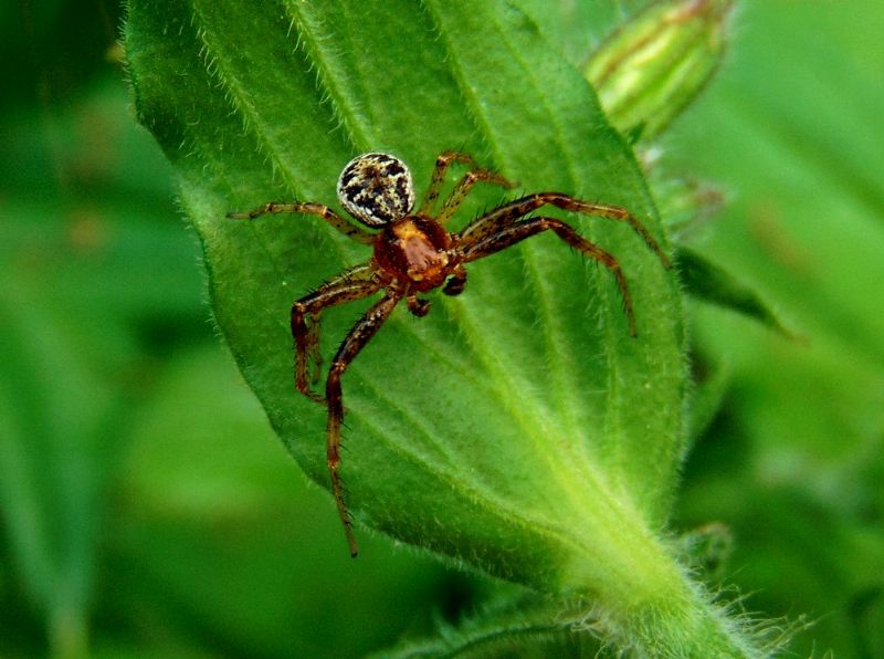 Xysticus sp. -  Campomorone (GE)