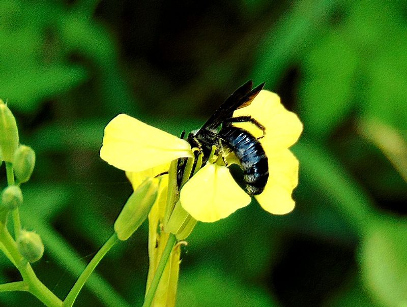 Apidae Andreninae:   cfr. Andrena agilissima