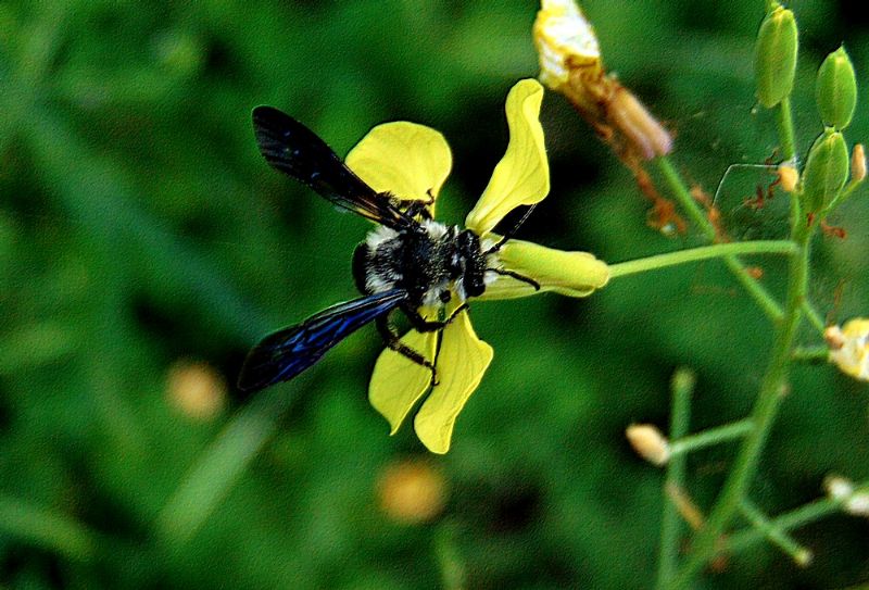 Apidae Andreninae:   cfr. Andrena agilissima