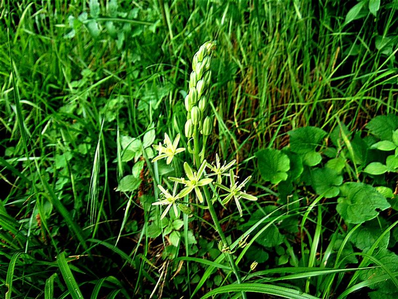 Loncomelos pyrenaicus (Asparagaceae)