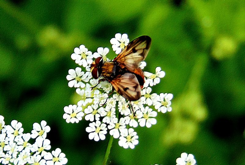 Ectophasia sp., femmina (Tachinidae)