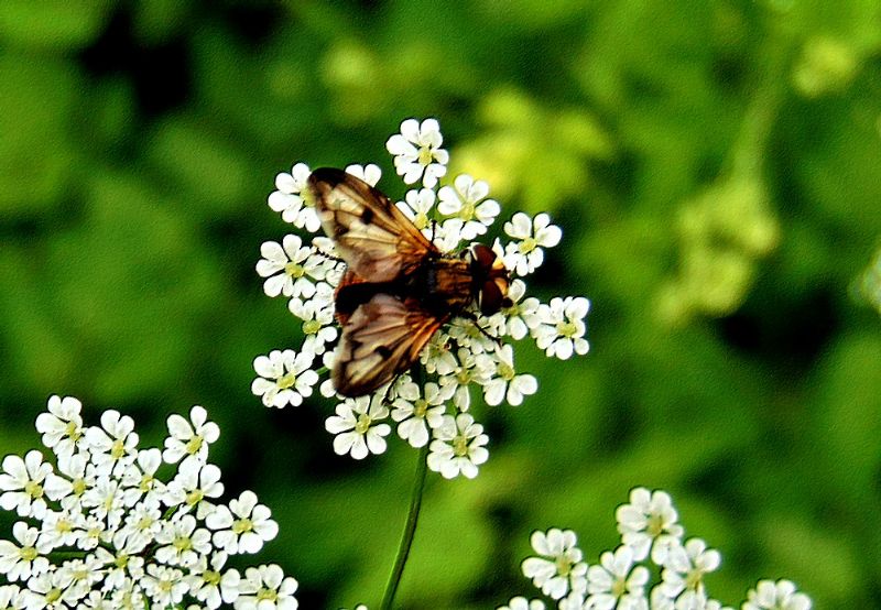 Ectophasia sp., femmina (Tachinidae)