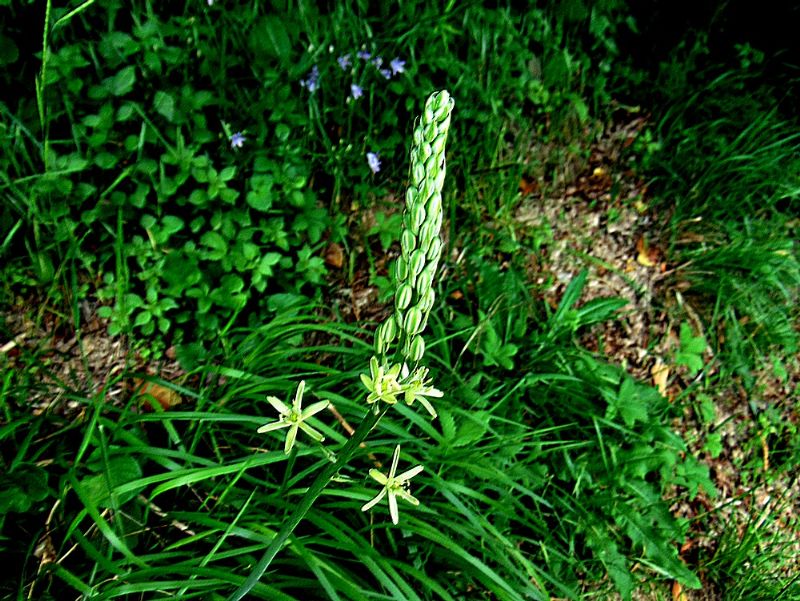 Loncomelos pyrenaicus (Asparagaceae)