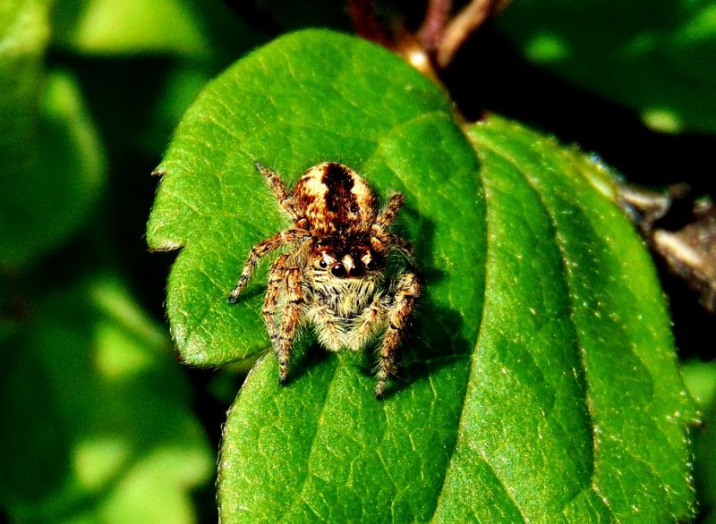 Philaeus chrysops, femmina - Capomorone (Ge)