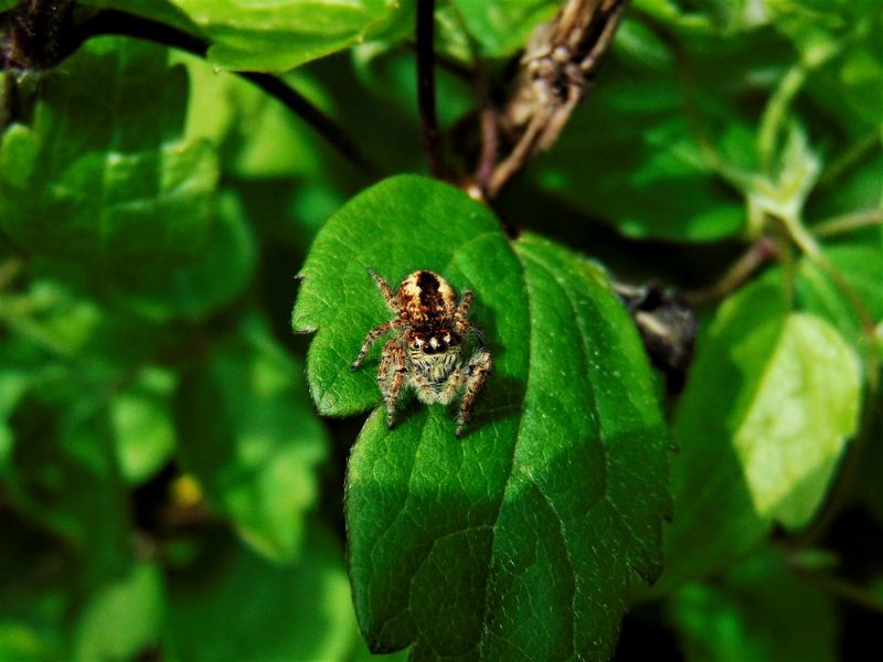 Philaeus chrysops, femmina - Capomorone (Ge)