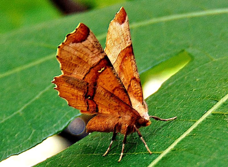 Farfalla da identificare: Selenia lunularia - Geometridae