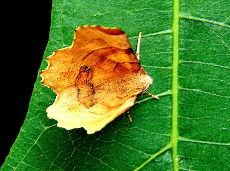 Farfalla da identificare: Selenia lunularia - Geometridae