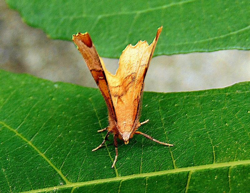 Farfalla da identificare: Selenia lunularia - Geometridae