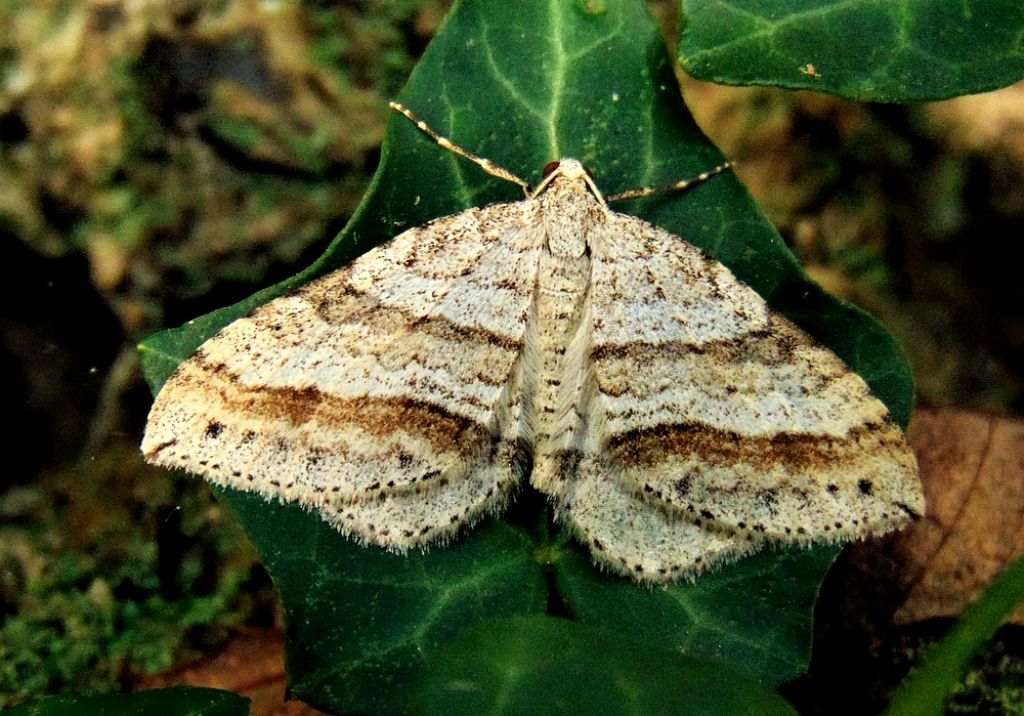 Mesotype parallelolineata - Geometridae