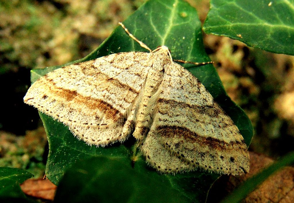 Mesotype parallelolineata - Geometridae