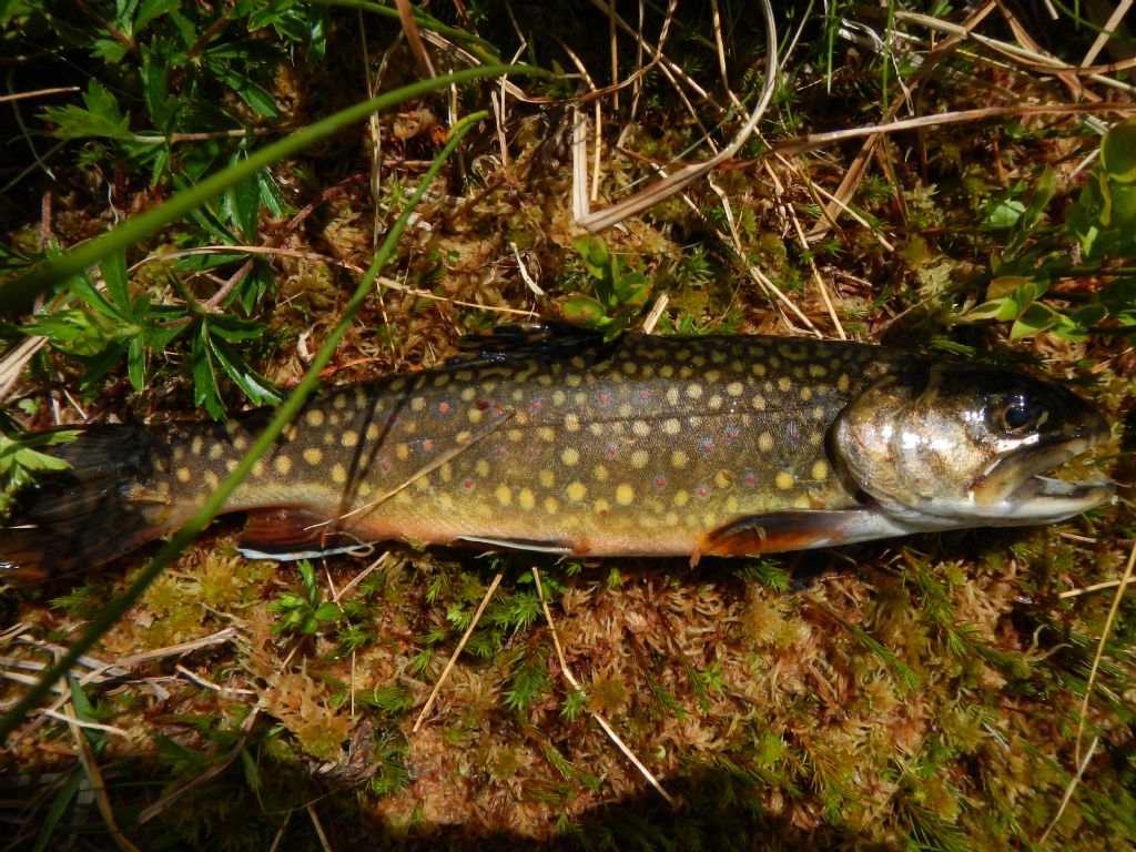 Salmerini (Salvelinus fontinalis)