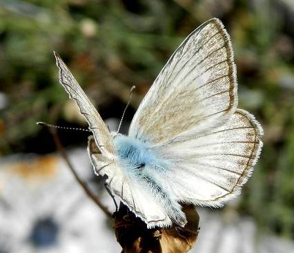 Polyommatus virgilius