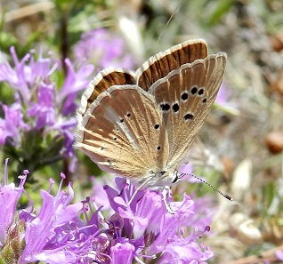 Polyommatus virgilius