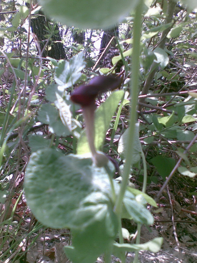 Aristolochia rotunda