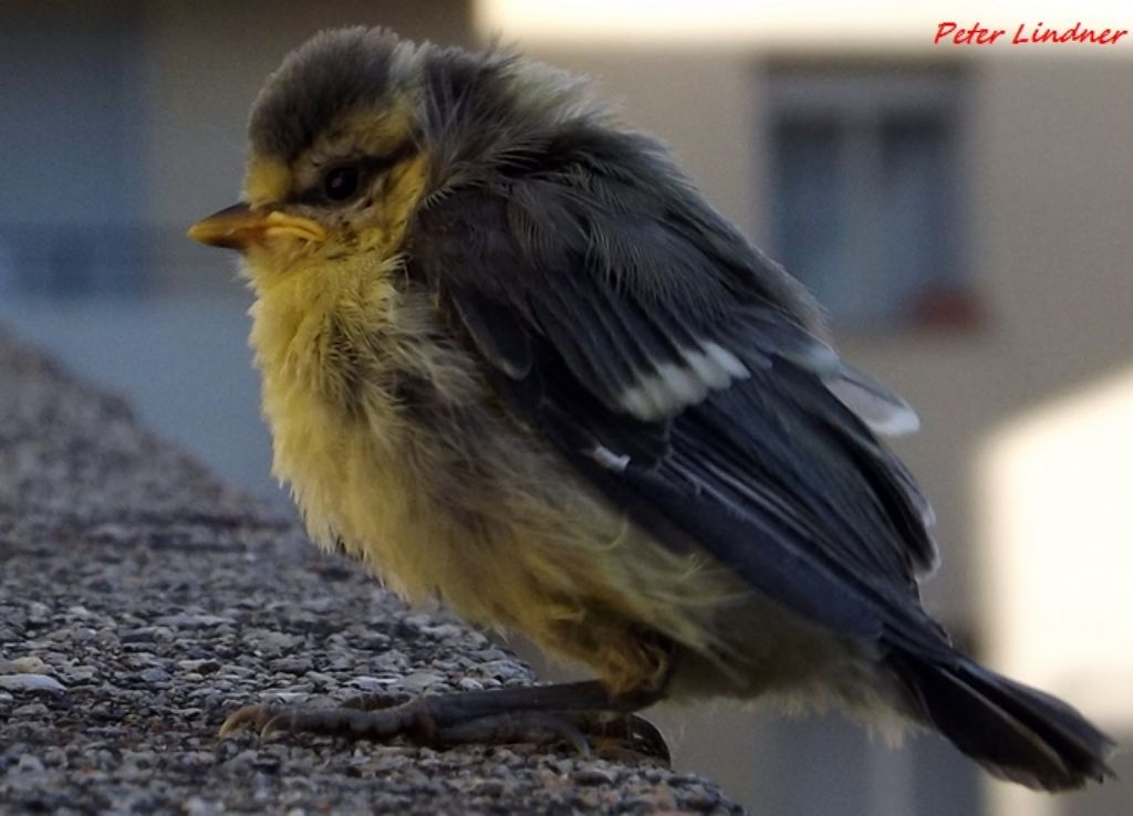 Cyanistes caeruleus??