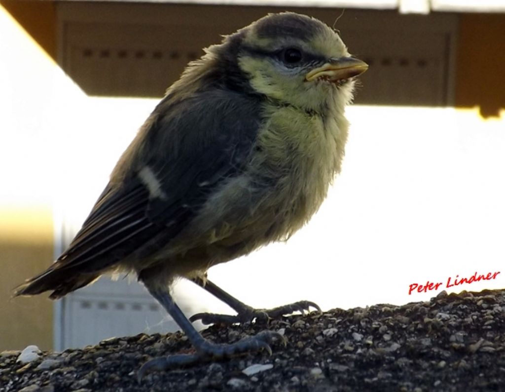 Cyanistes caeruleus??