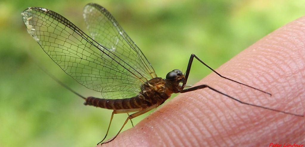 Ecdyonurus di Varese