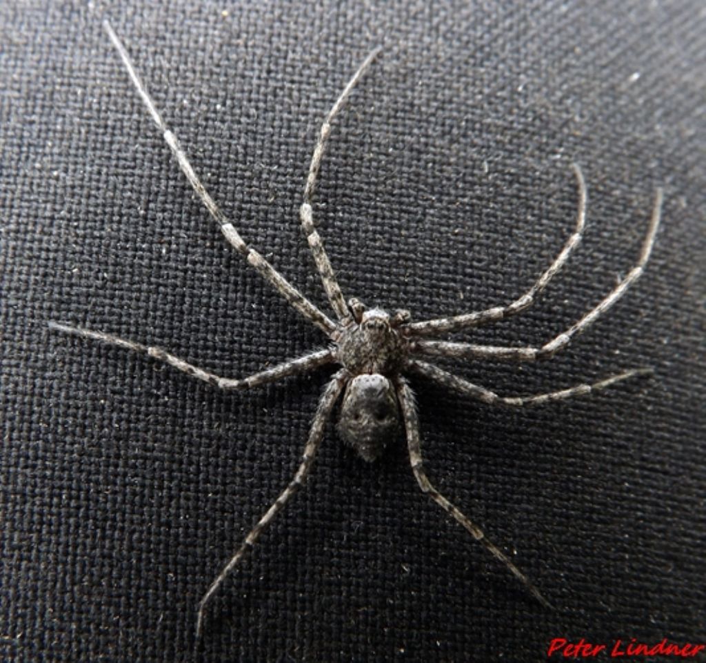 Philodromus margaritatus  - Paspardo (BS)