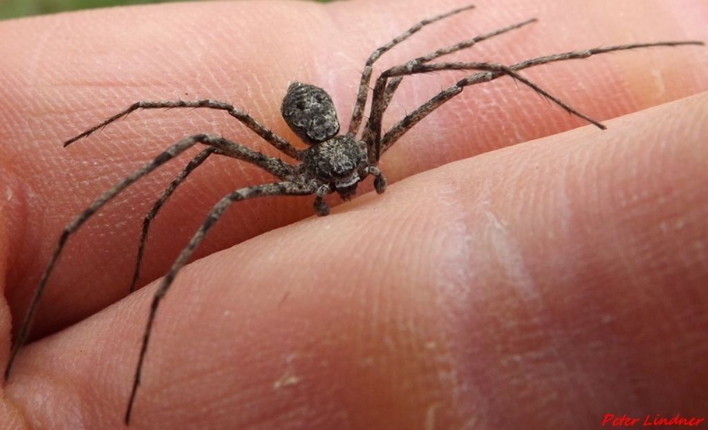 Philodromus margaritatus  - Paspardo (BS)