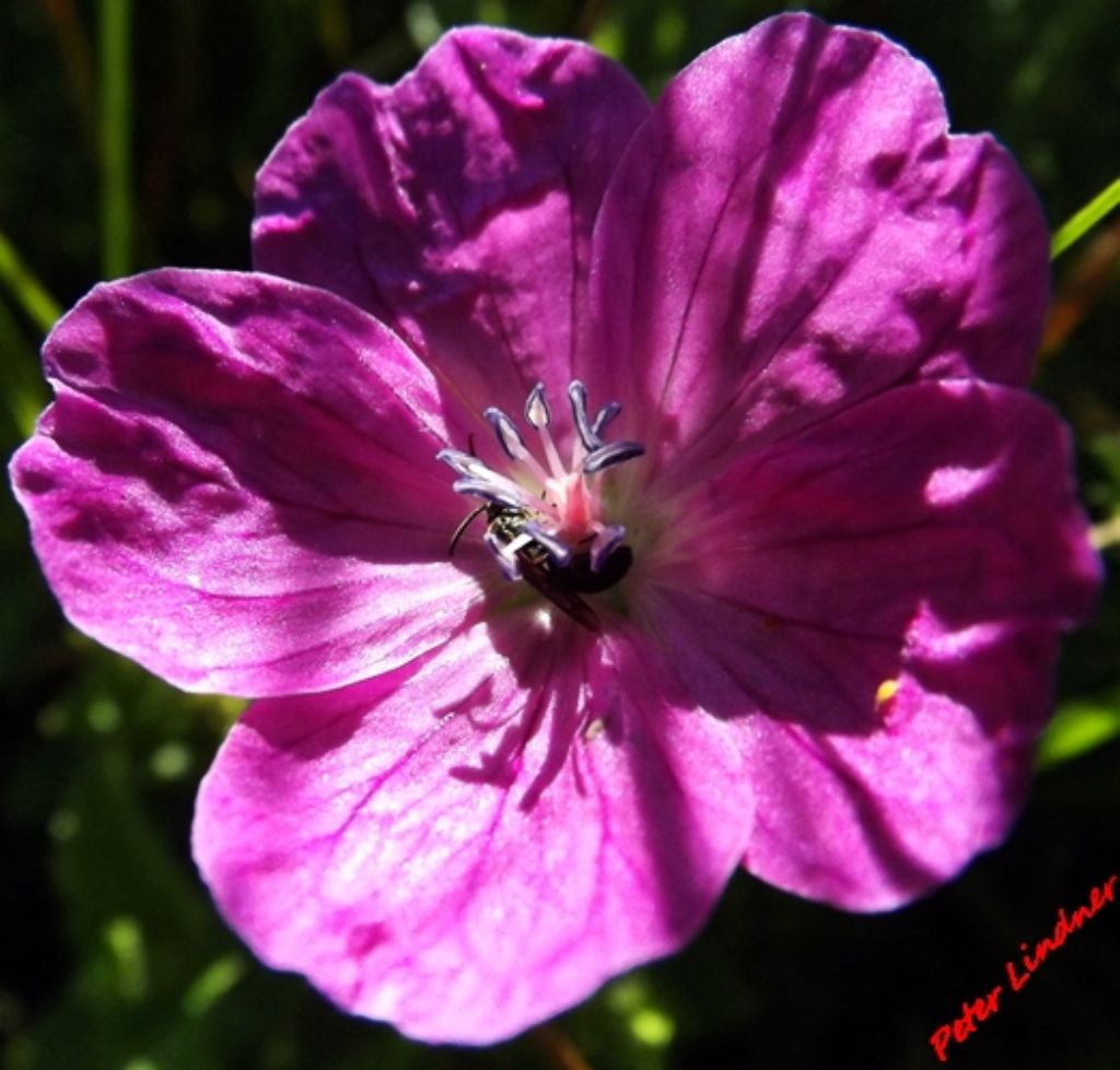 Geranium sanguineum