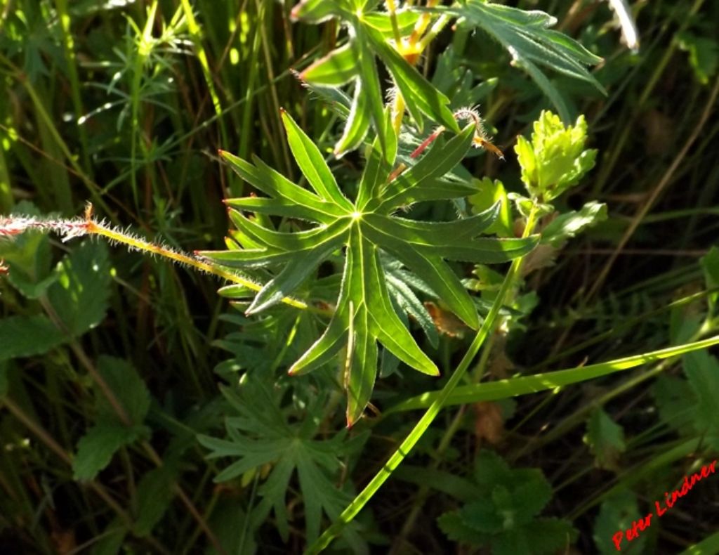 Geranium sanguineum