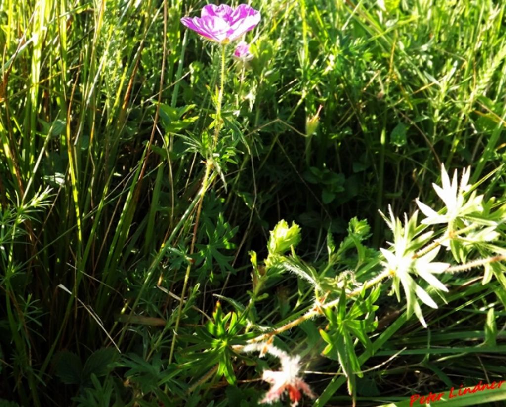 Geranium sanguineum