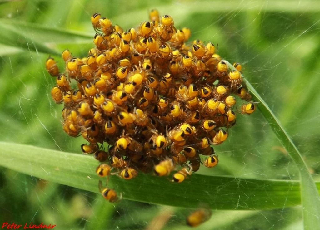 Araneus sp. - Val Sangone (TO)