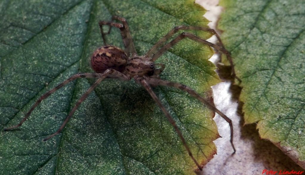 Tegenaria parietina - Val Camonica (BS)