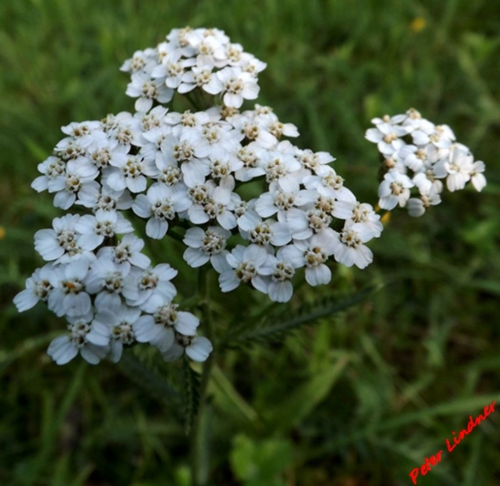 Achillea cfr. distans