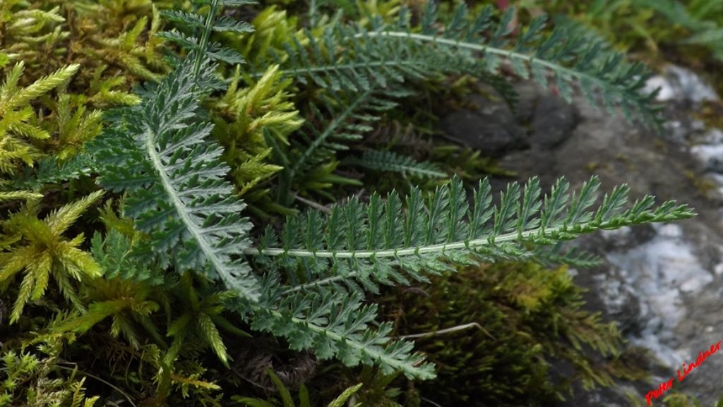 Achillea cfr. distans