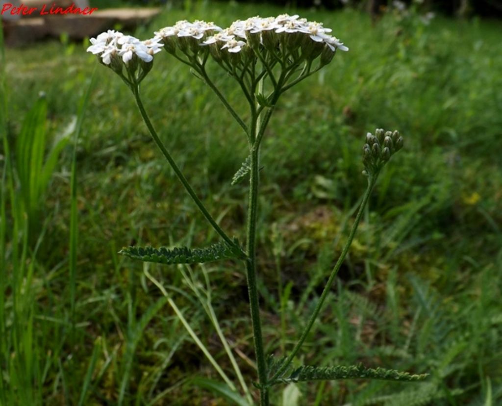 Achillea cfr. distans