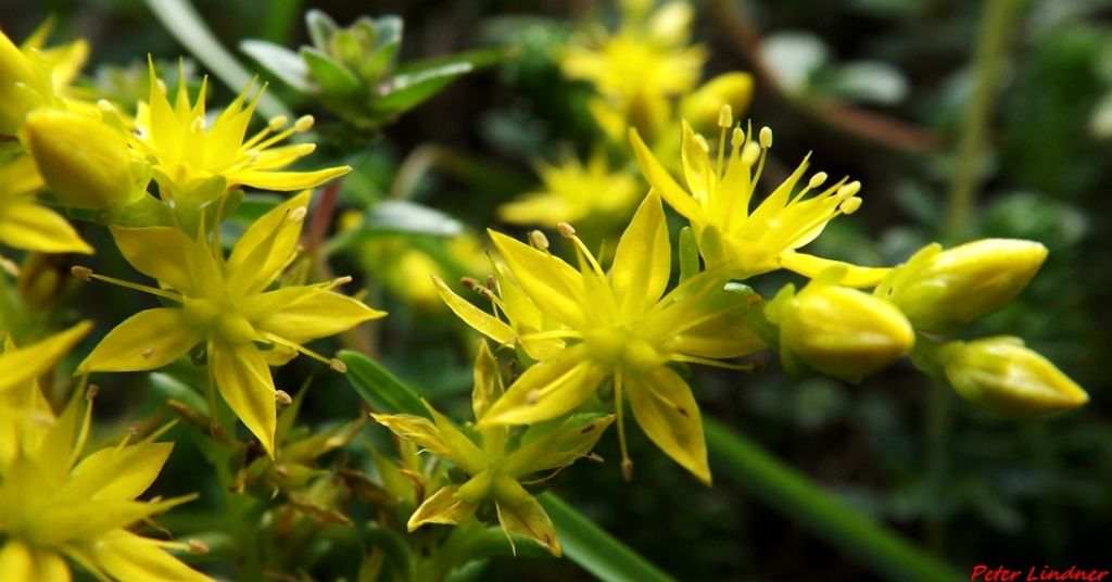 Sedum sexangulare