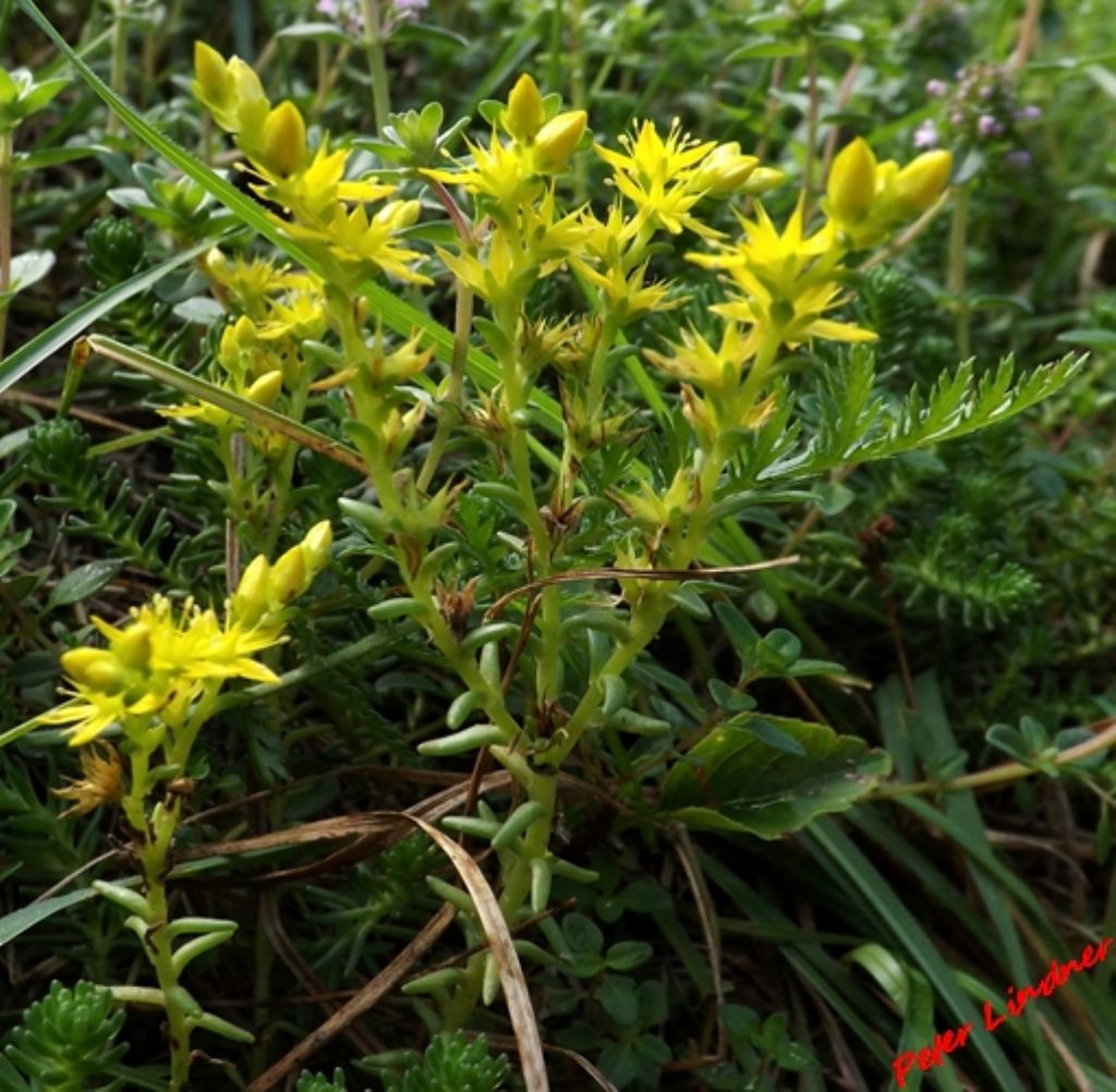 Sedum sexangulare