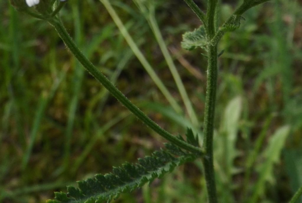 Achillea cfr. distans