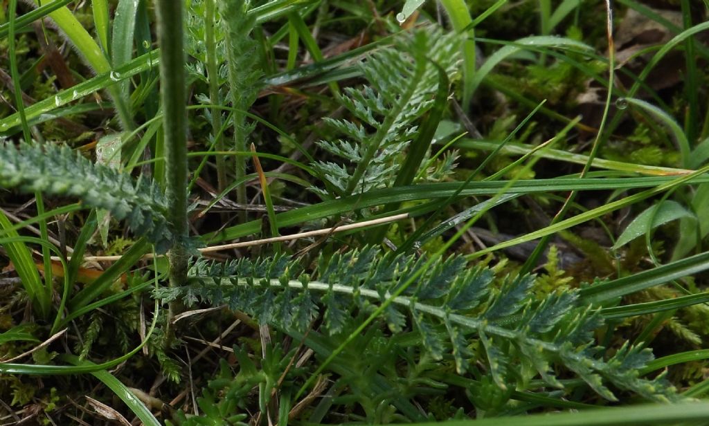 Achillea cfr. distans