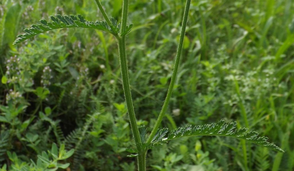 Achillea cfr. distans