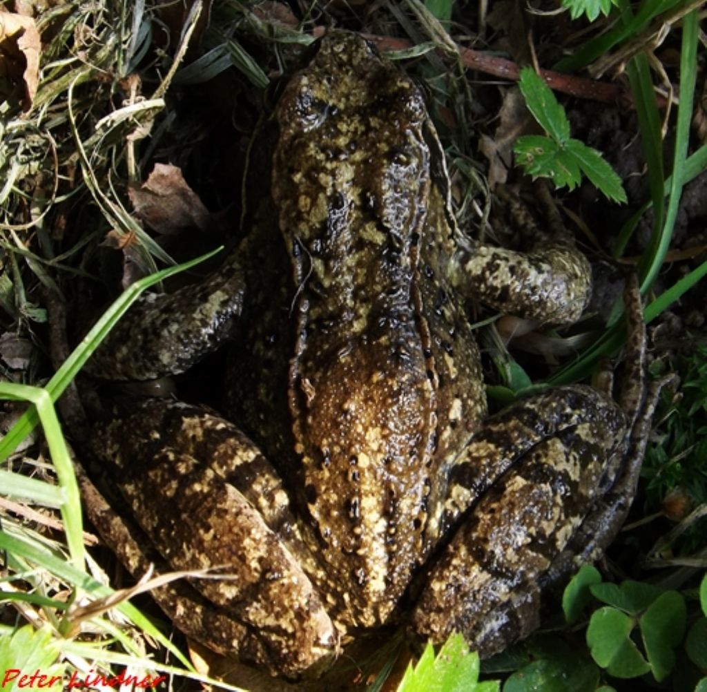 id rana - Rana temporaria