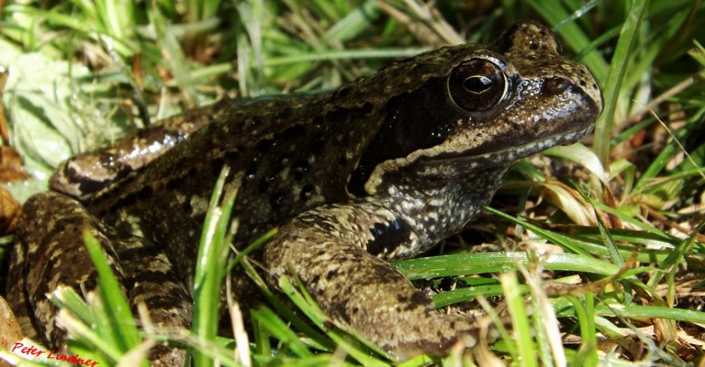 id rana - Rana temporaria