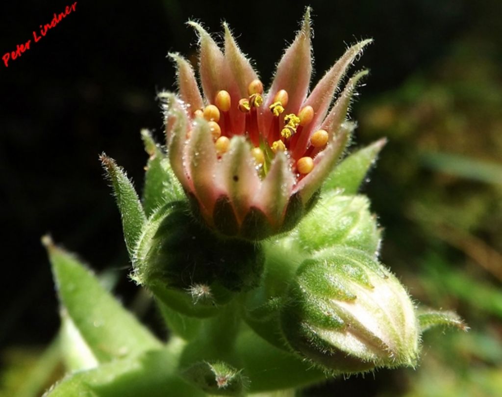 Jovibarba globifera / Semprevivo globoso